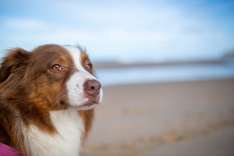 Portrait Of Australian Shepherd On Beach