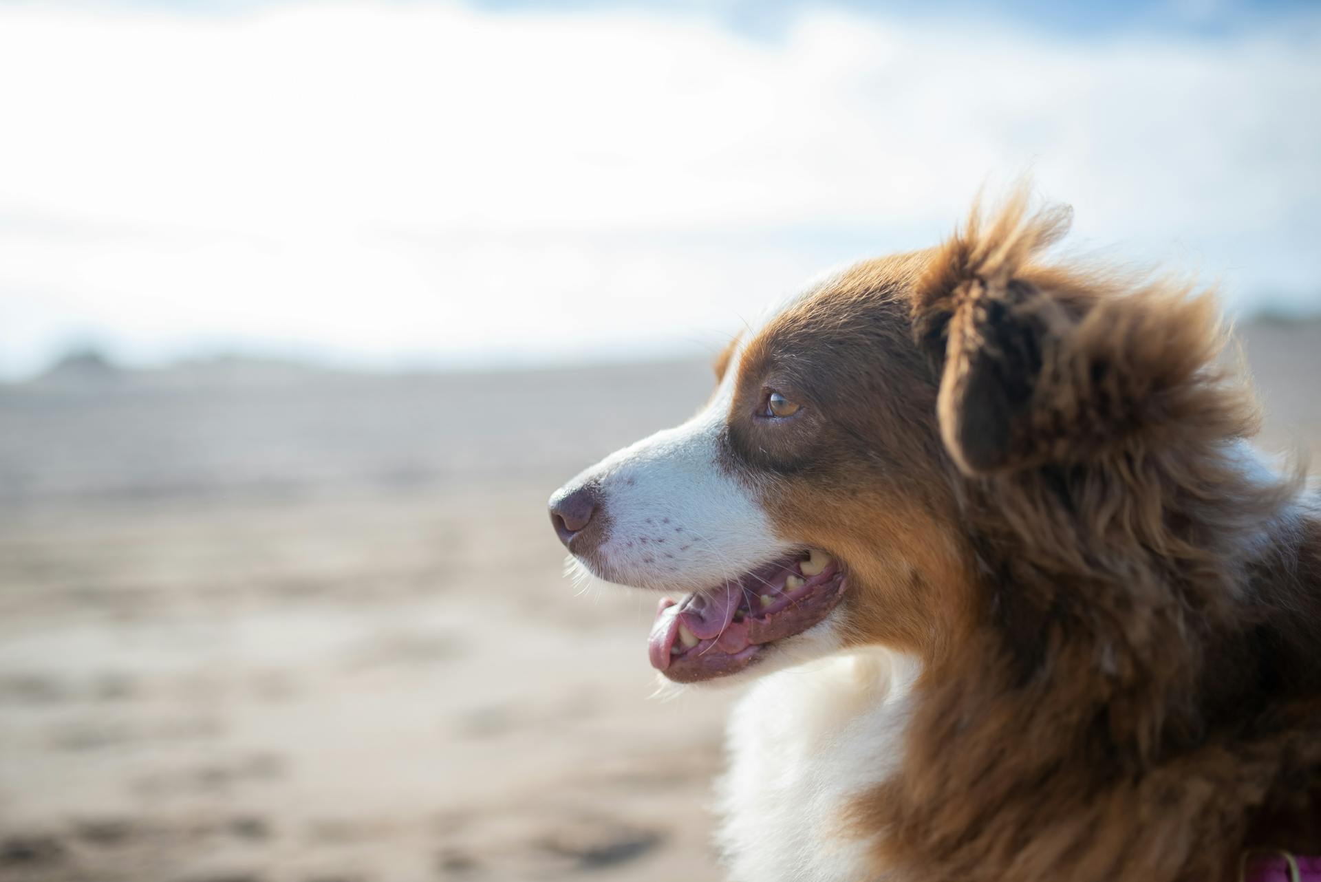 Side View of a Brown and White Long Coated Dog