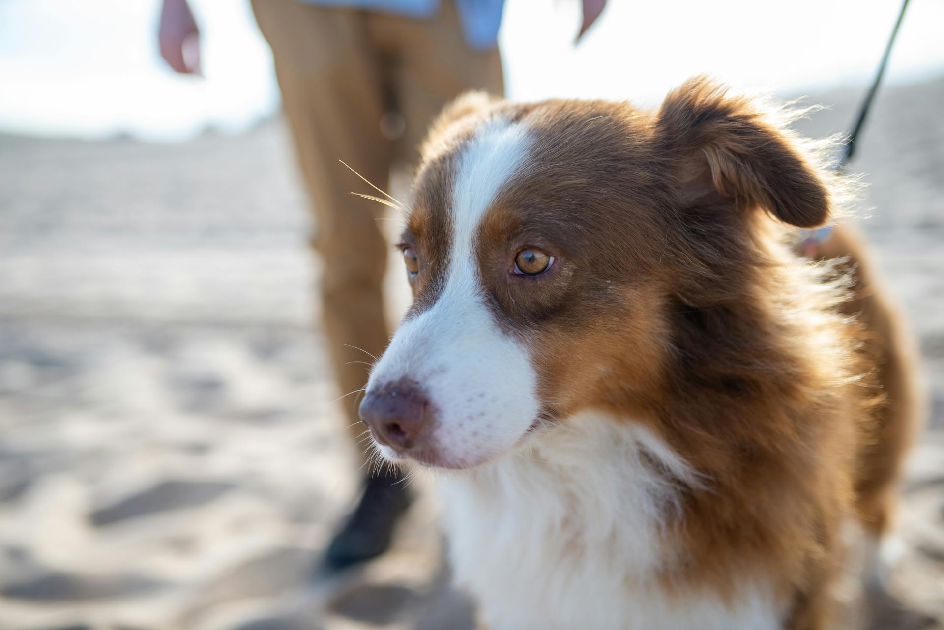 Een bruine en witte langharige hond naast een persoon