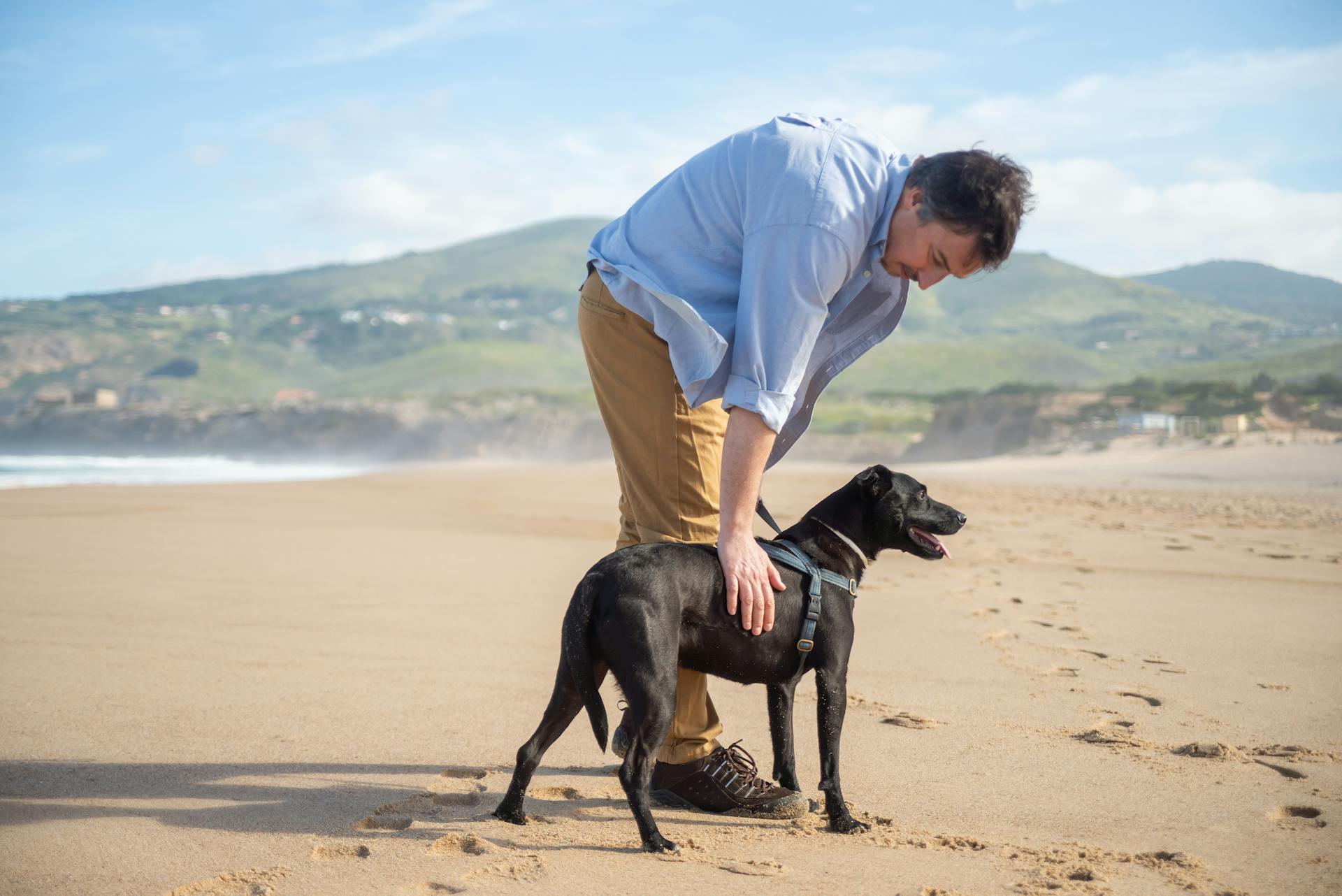 A Man in Blue Polo Shirt Touching a Black Short Coated Dog on Sand