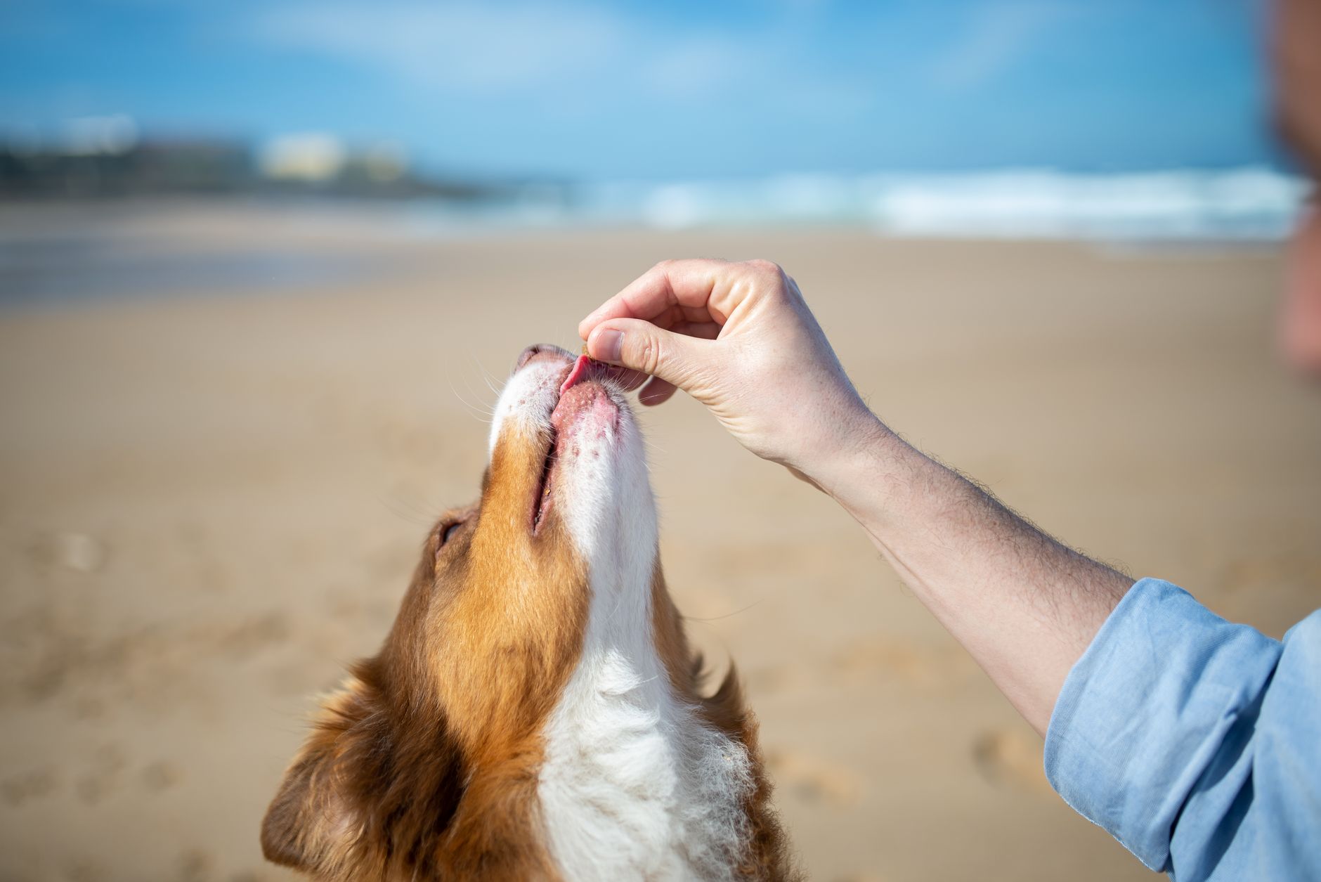 A dog eagerly receives a treat from a hand on a sunny beach, showcasing a joyful pet moment.