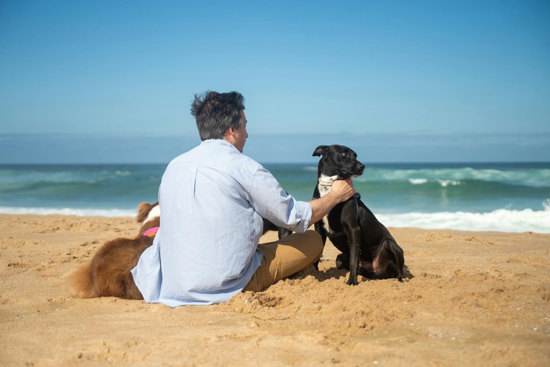 A Person in Blue Polo Shirt Sitting on Shore with a Brown and Black Dogs