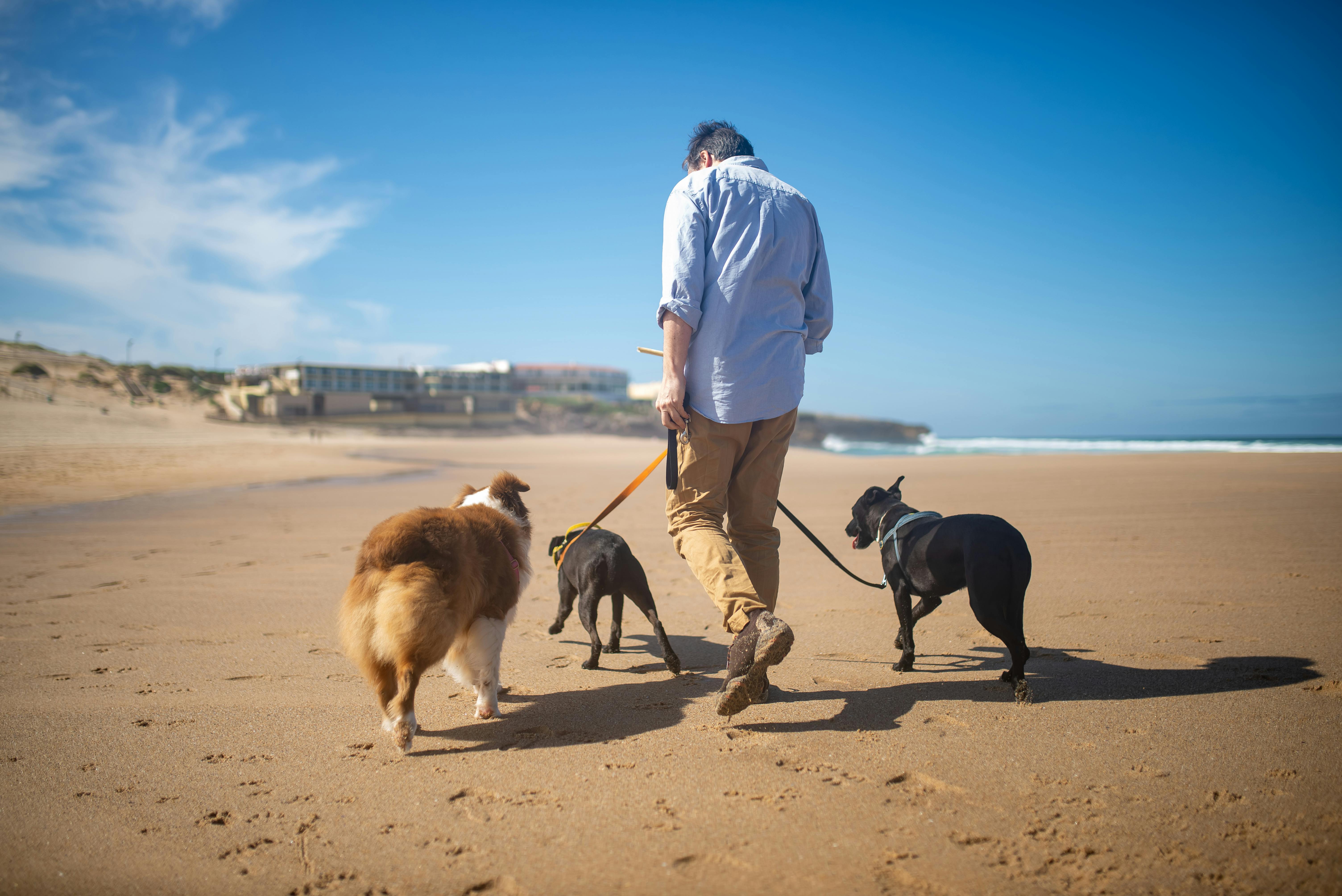 A Person in Blue Polo Shirt Walking the Dogs on the Shore