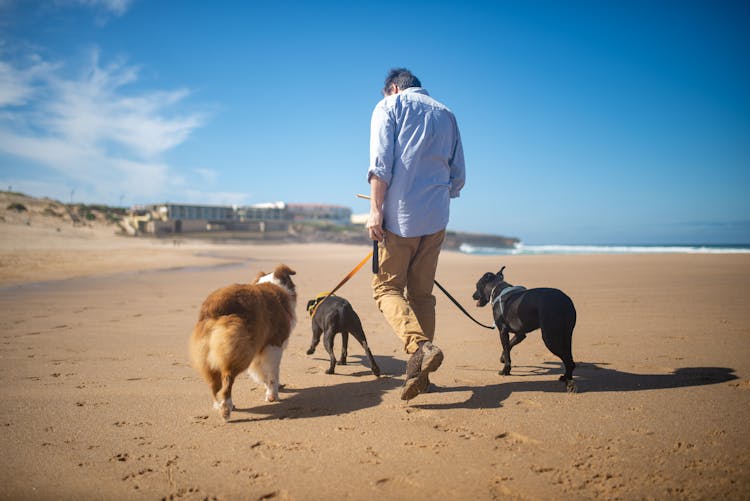 A Person In Blue Polo Shirt Walking The Dogs On The Shore