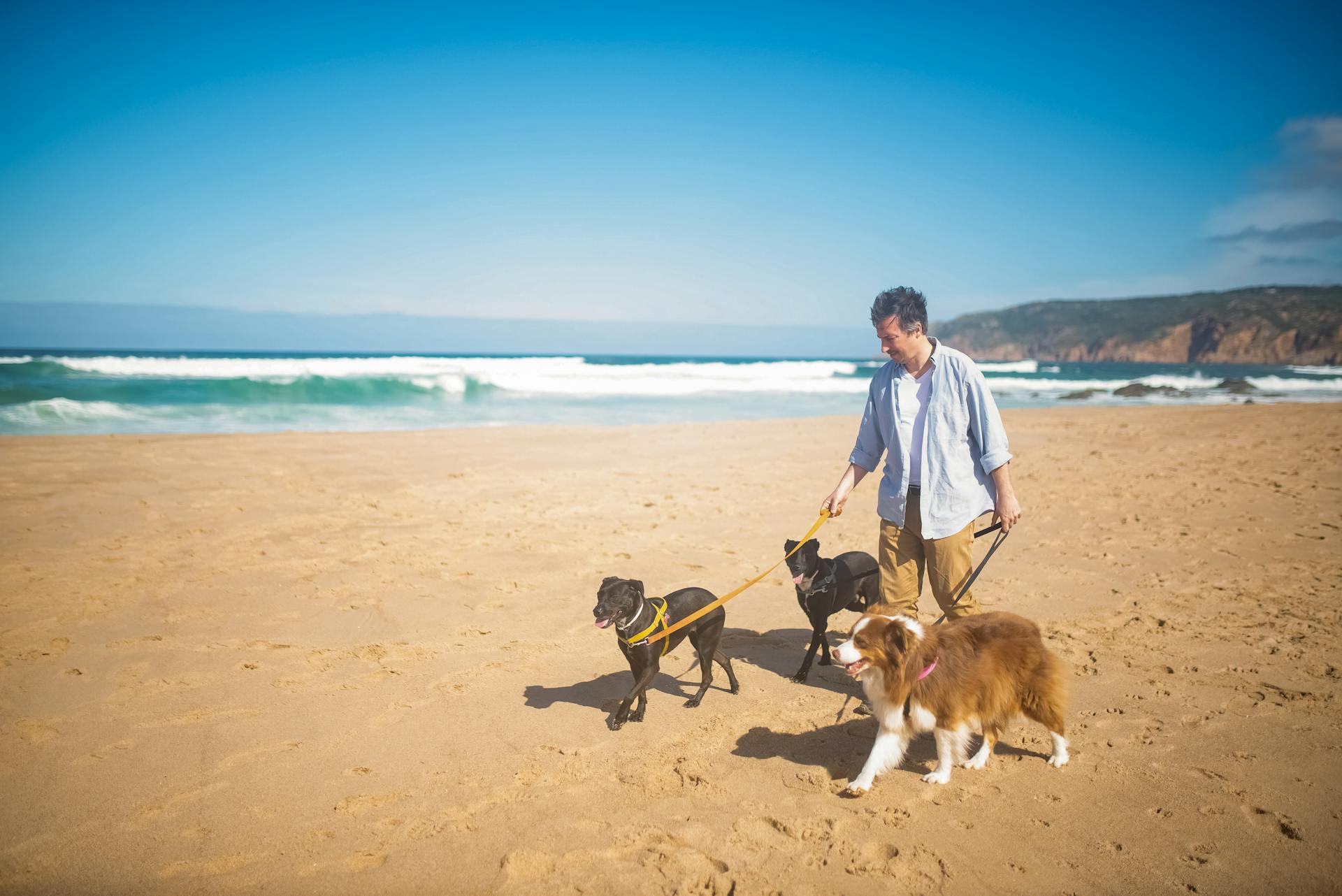 A Man in Blue Dress Shirt Walking the Dogs on Seashore