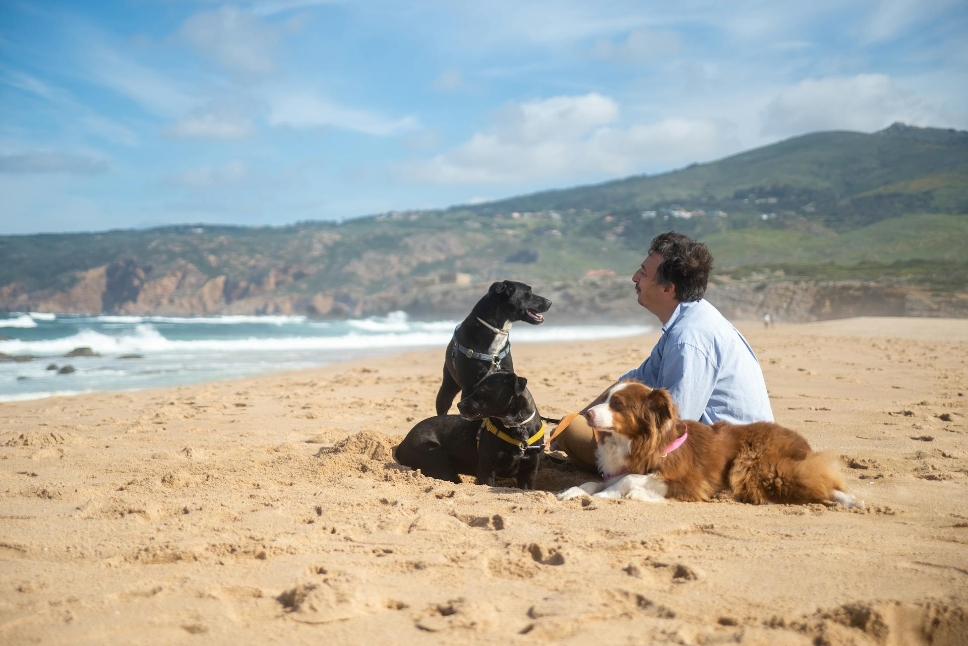 Man Sitting on Beach Sand Beside Three Dogs