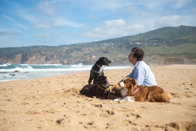 Man Sitting On Beach Sand Beside Three Dogs