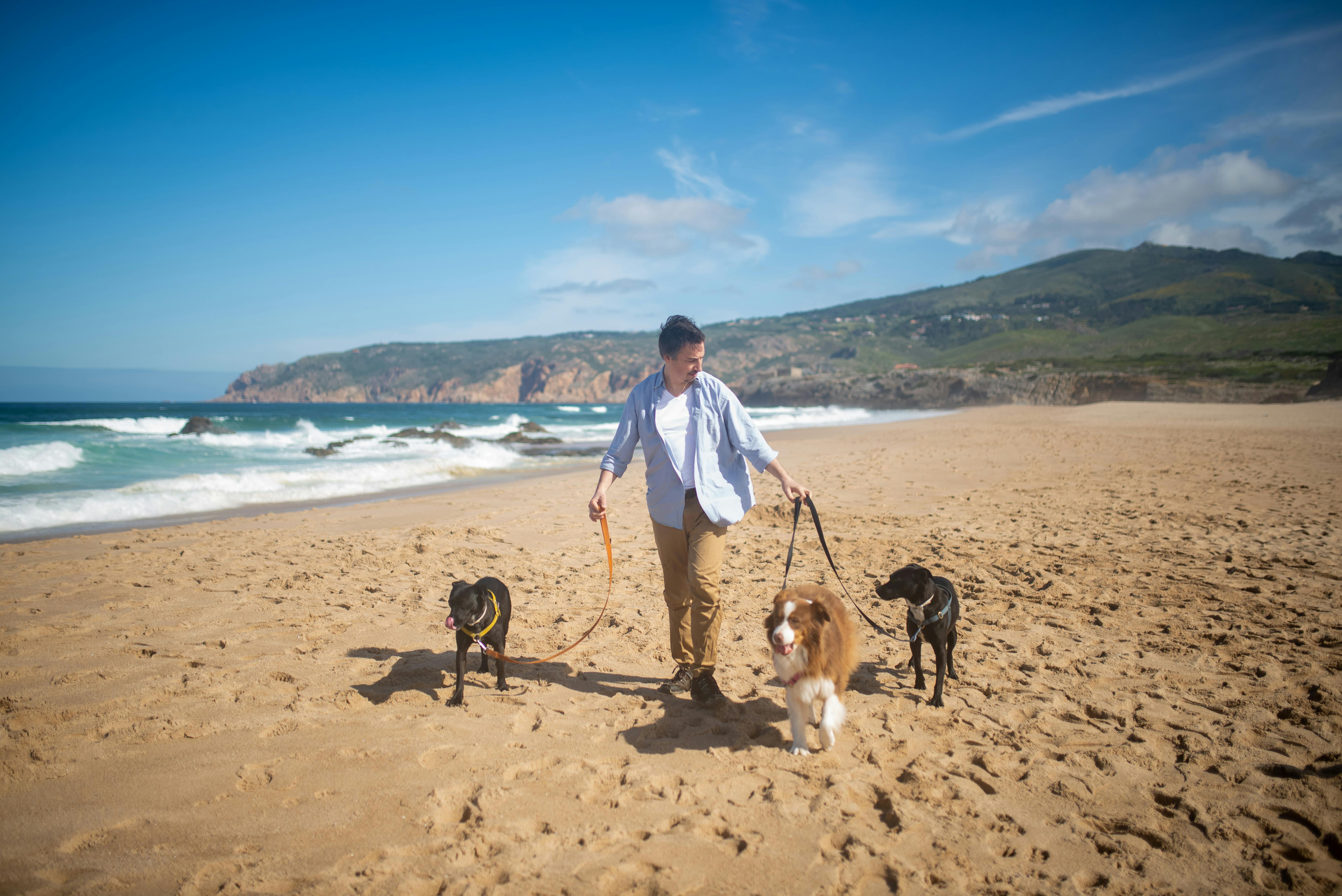 A Man Walking with his Pet Dogs at the Beach