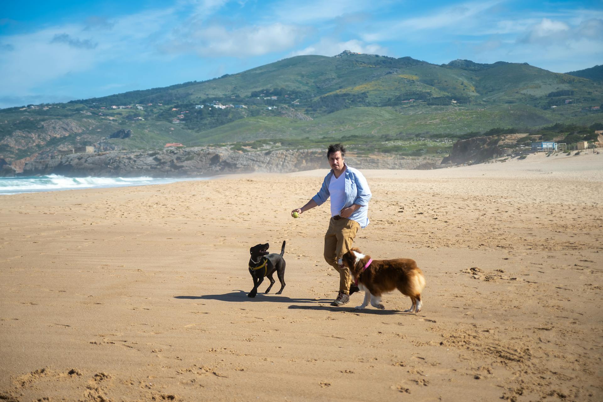 Man Playing Fetch with Dogs on Beach Sand