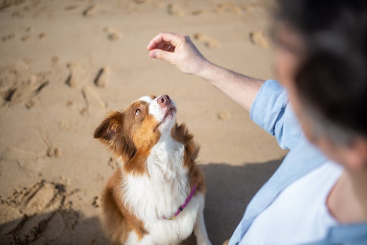 Brown and White Dog on Brown Sand