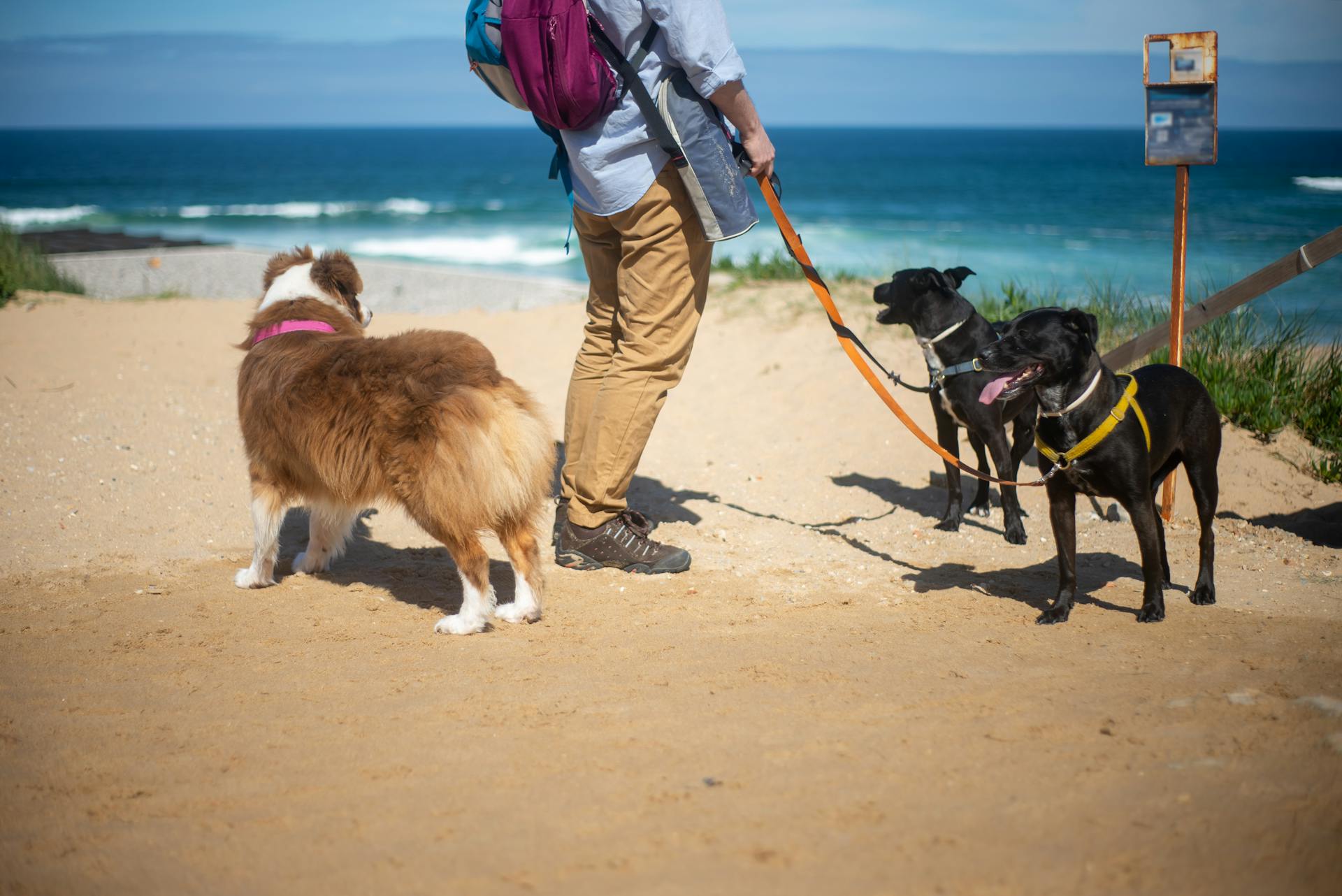 Man Standing With Two Dogs on Beach Sand