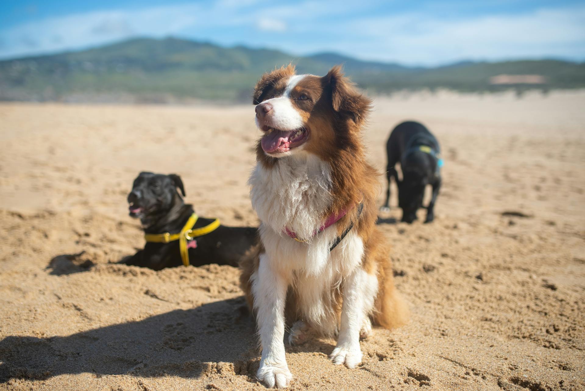 Een bruine en witte langharige hond die op het zand zit