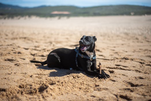 A happy black dog enjoys a sunny day on a sandy Portuguese beach, adding joy and energy to the serene landscape.