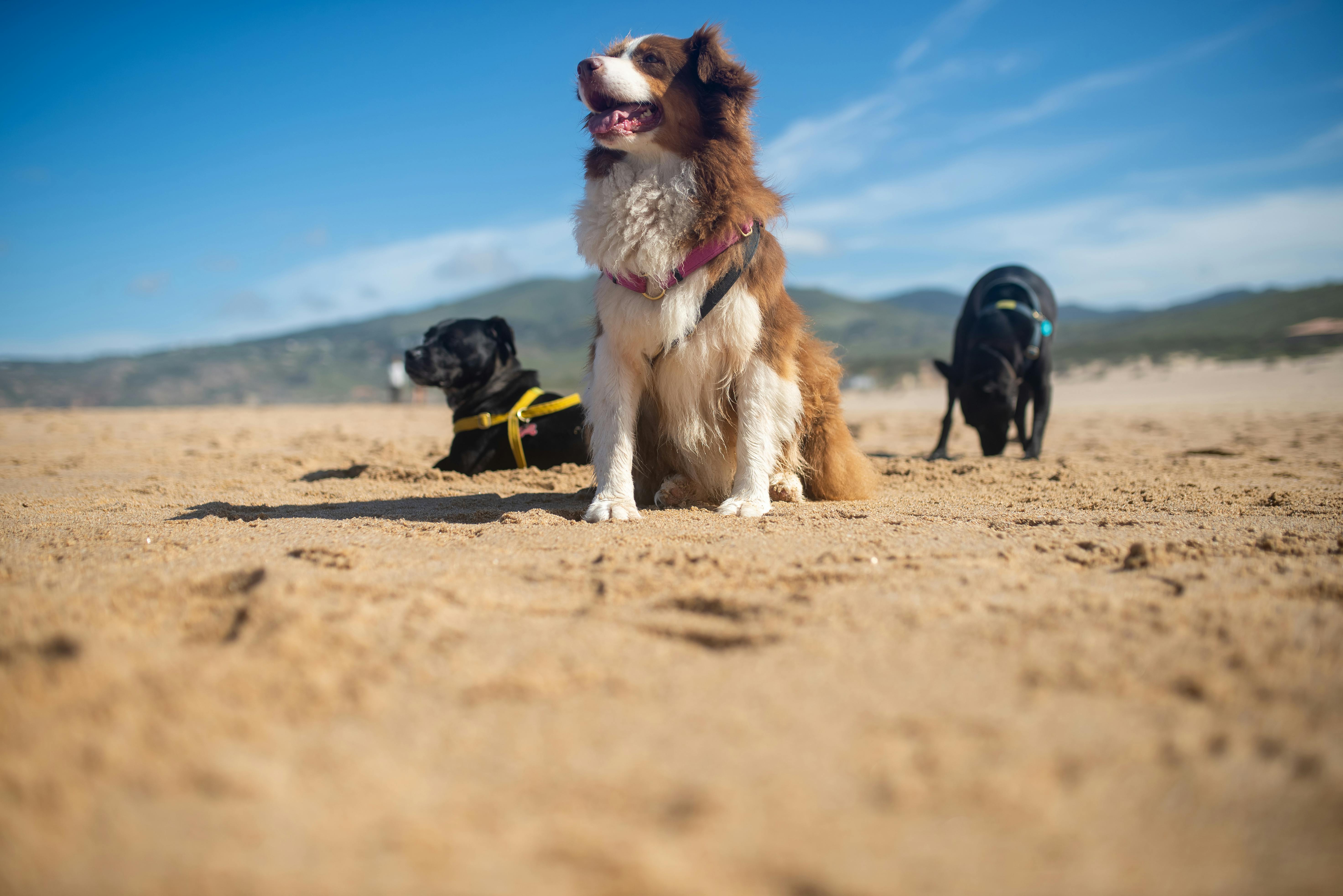 Dogs Relaxing on Beach