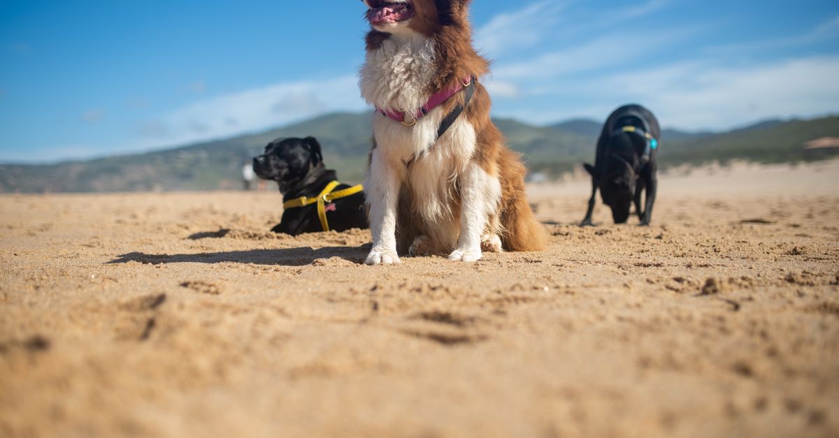 Summer Dog Care Guide: Boarding vs. Pet Sitting vs. Dog Walking