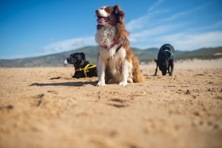 Dogs Relaxing On Beach