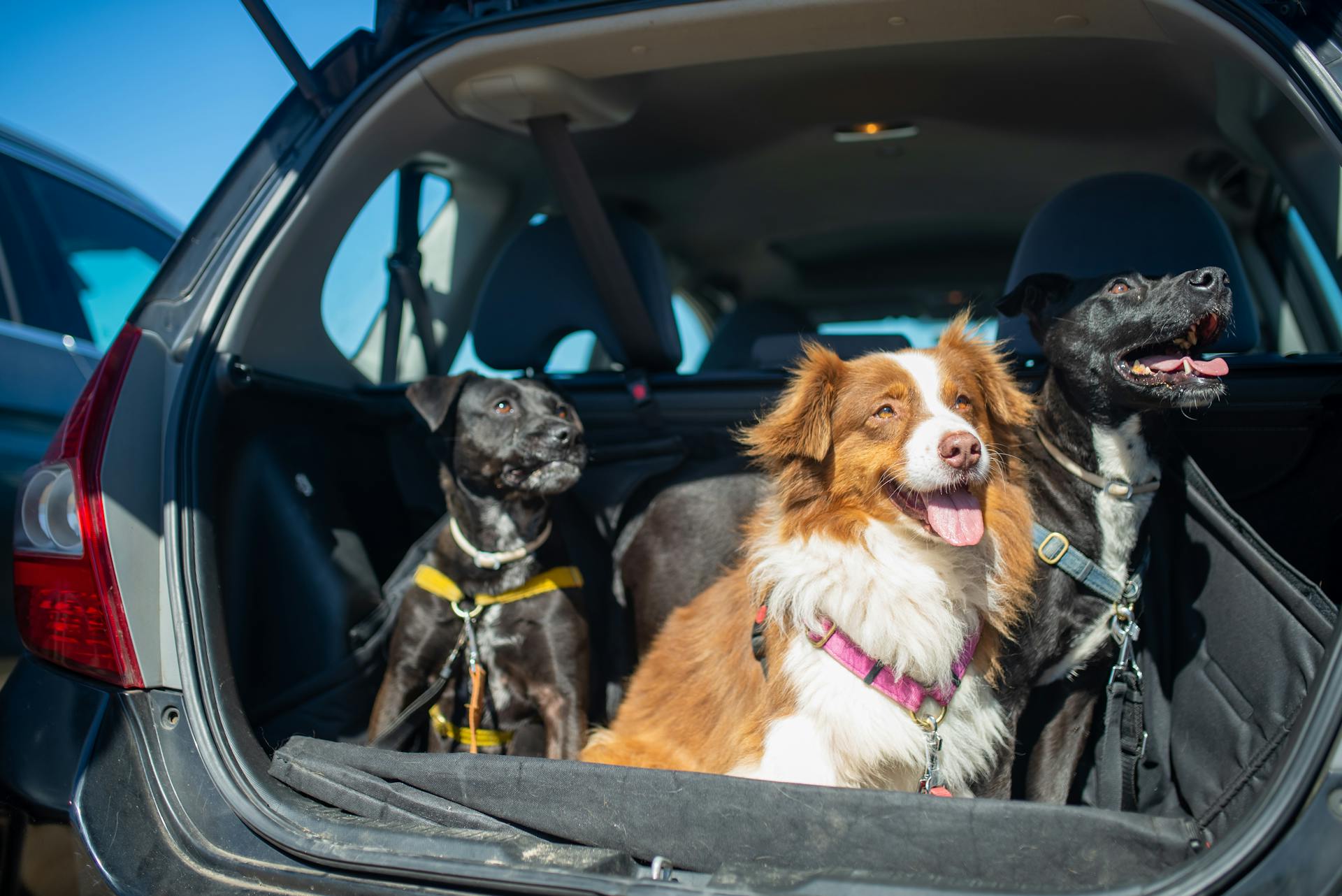 Drie honden op een autoboot