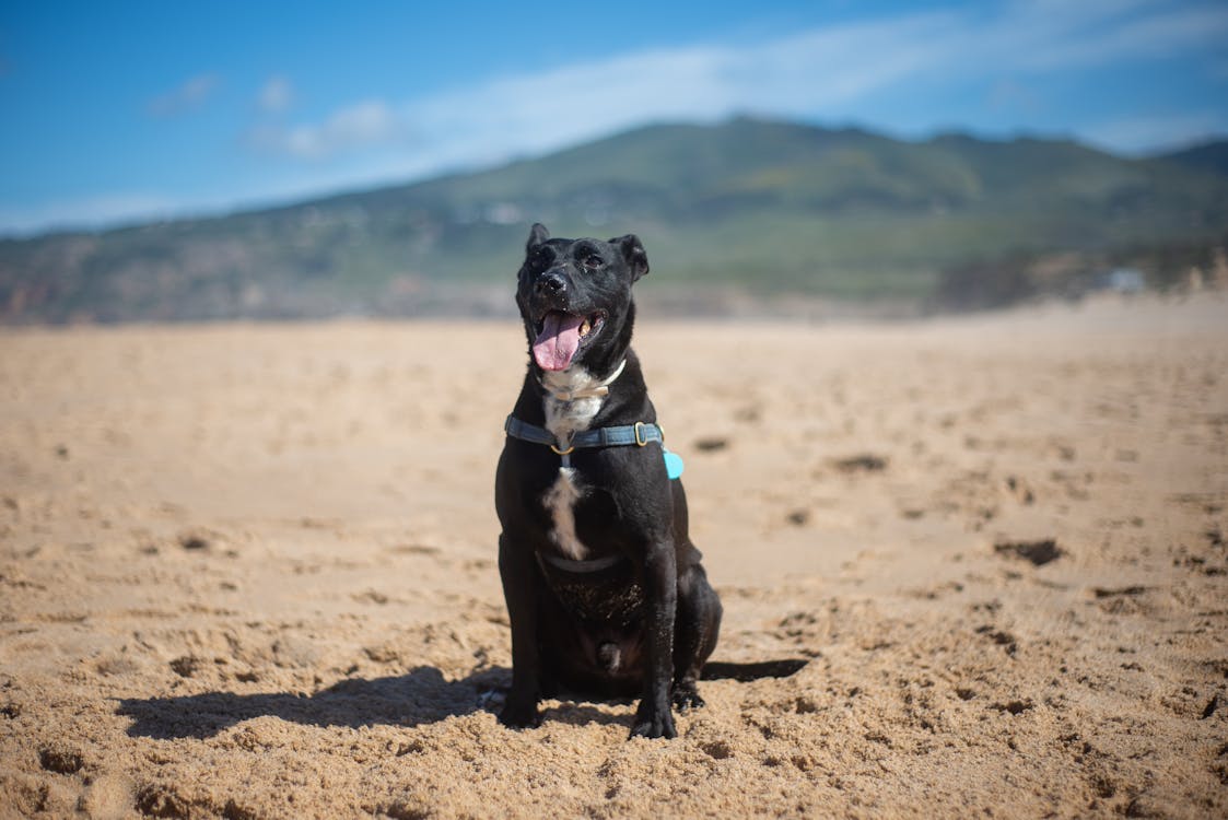 Free A Black Dog Sitting on the Sand Stock Photo