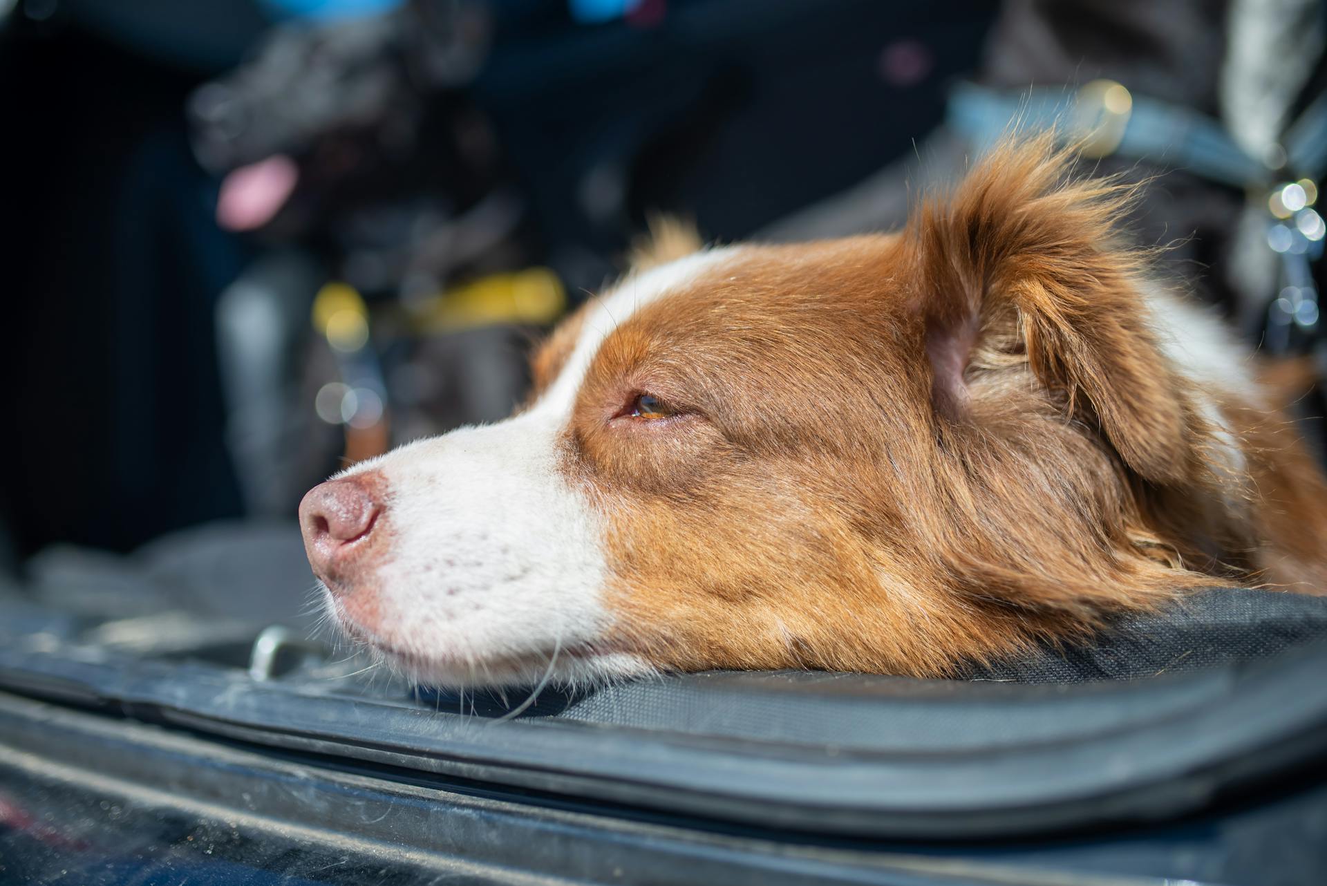 A Brown and White Long Coated Dog Resting on a Black Surface