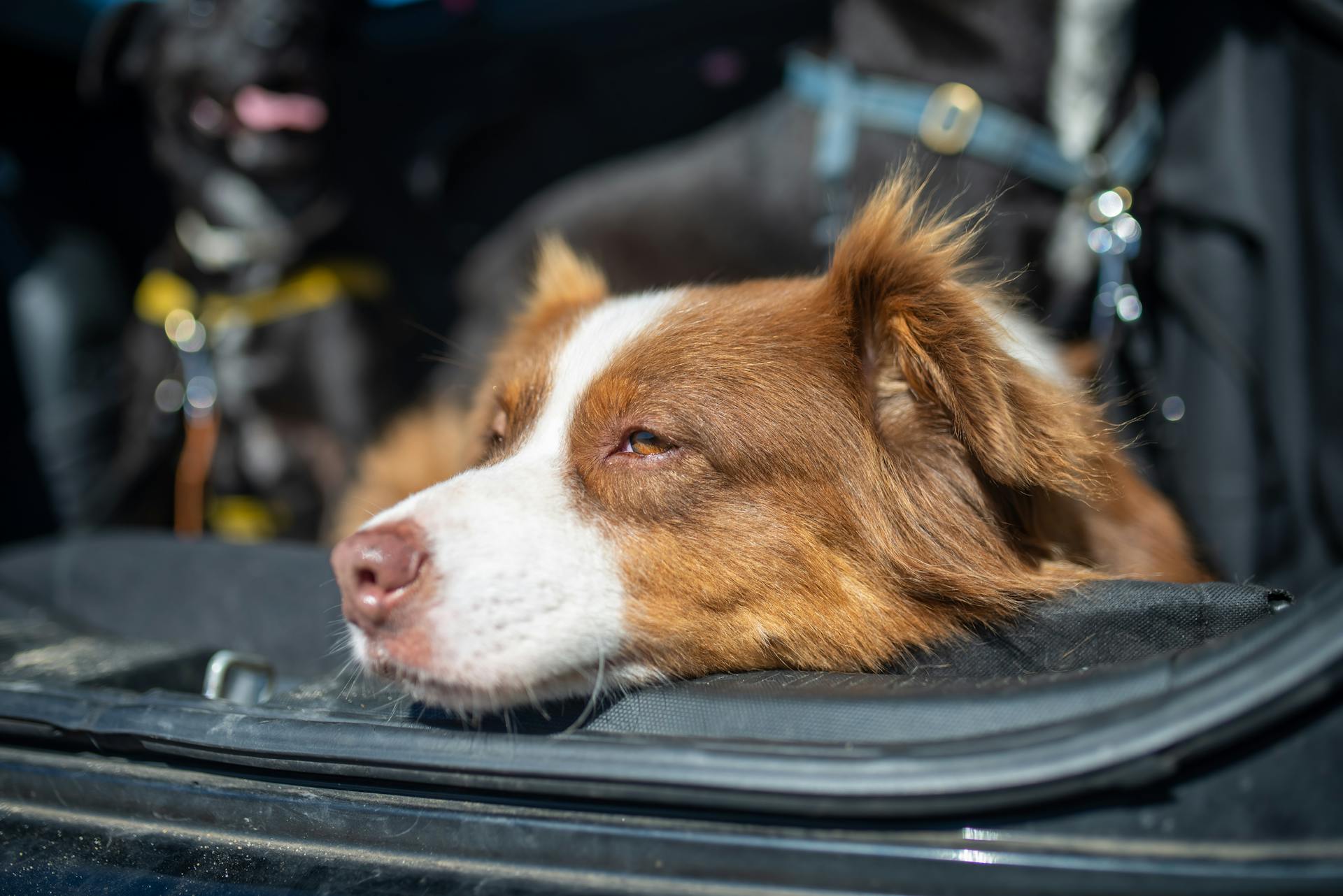 Brown and White Border Collie