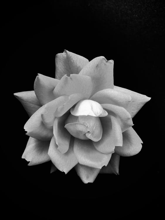 Grayscale Photo of a Rose in Bloom