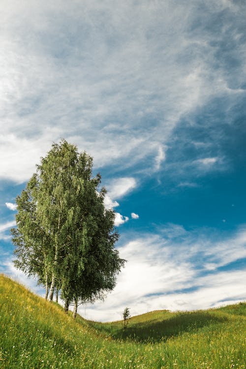 Immagine gratuita di alberi, campo, cielo azzurro