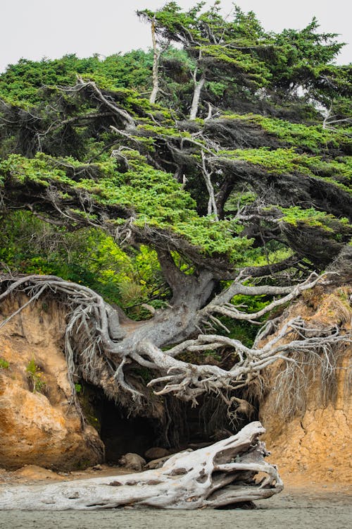 Free stock photo of beach, beach front, cliff coast