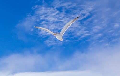 Free A Seagull Flying in the Sky Stock Photo