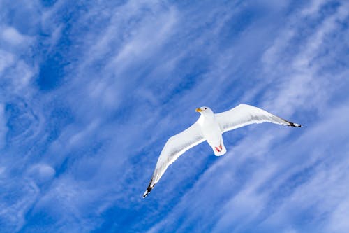 A Seagull Flying in the Sky