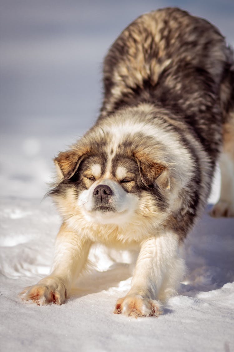 A Dog Doing Stretching