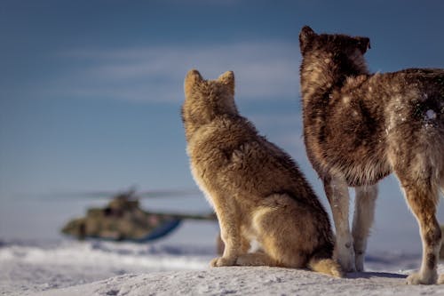 A Two Dogs Sitting and Standing on the Snow