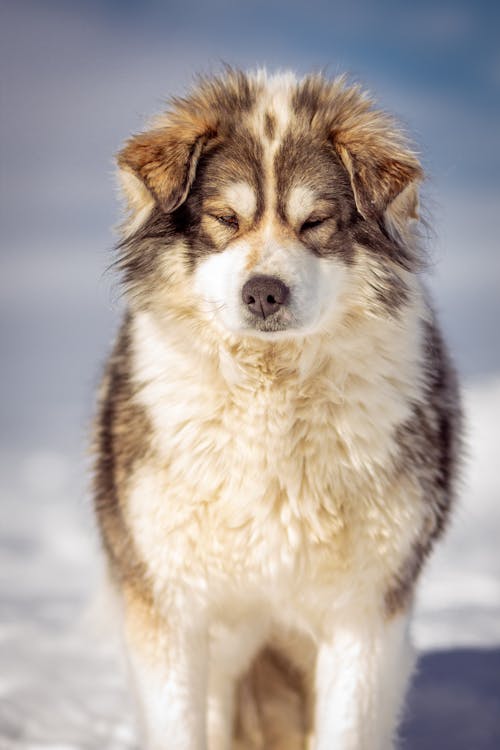 White and Brown Long Coated Dog in Close Up Photography