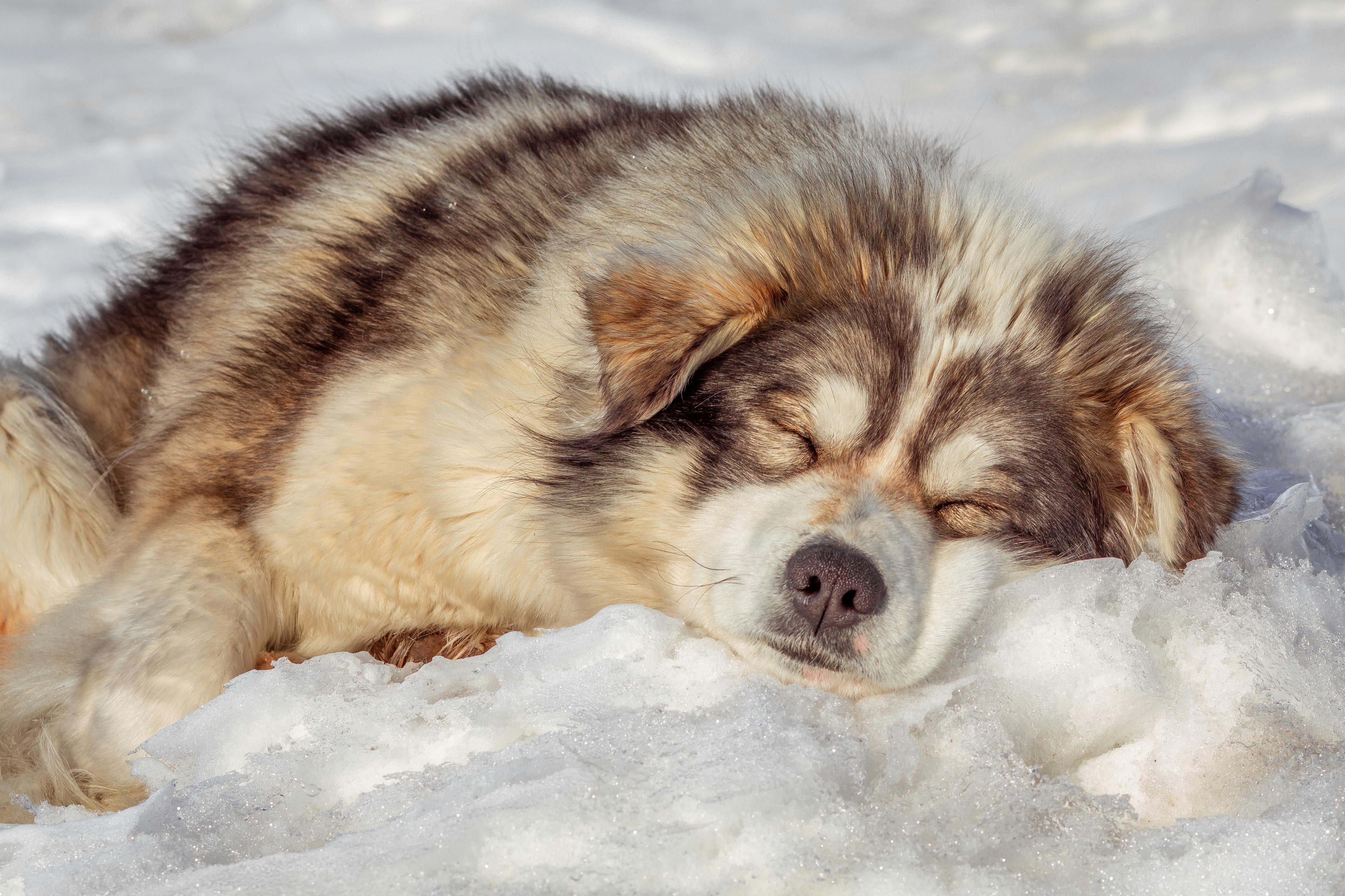 Siberian Husky Sleeping on Snow