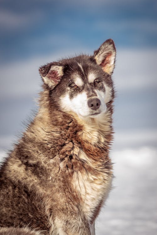 Free Close-Up Shot of a Siberian Husky Stock Photo