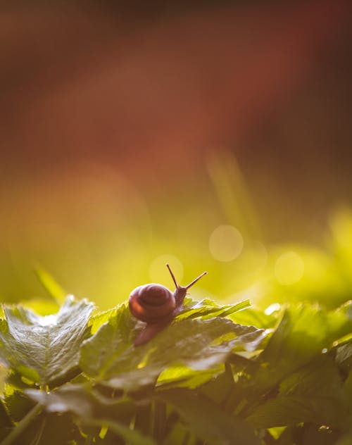 Free A Snail on Green Leaves Stock Photo