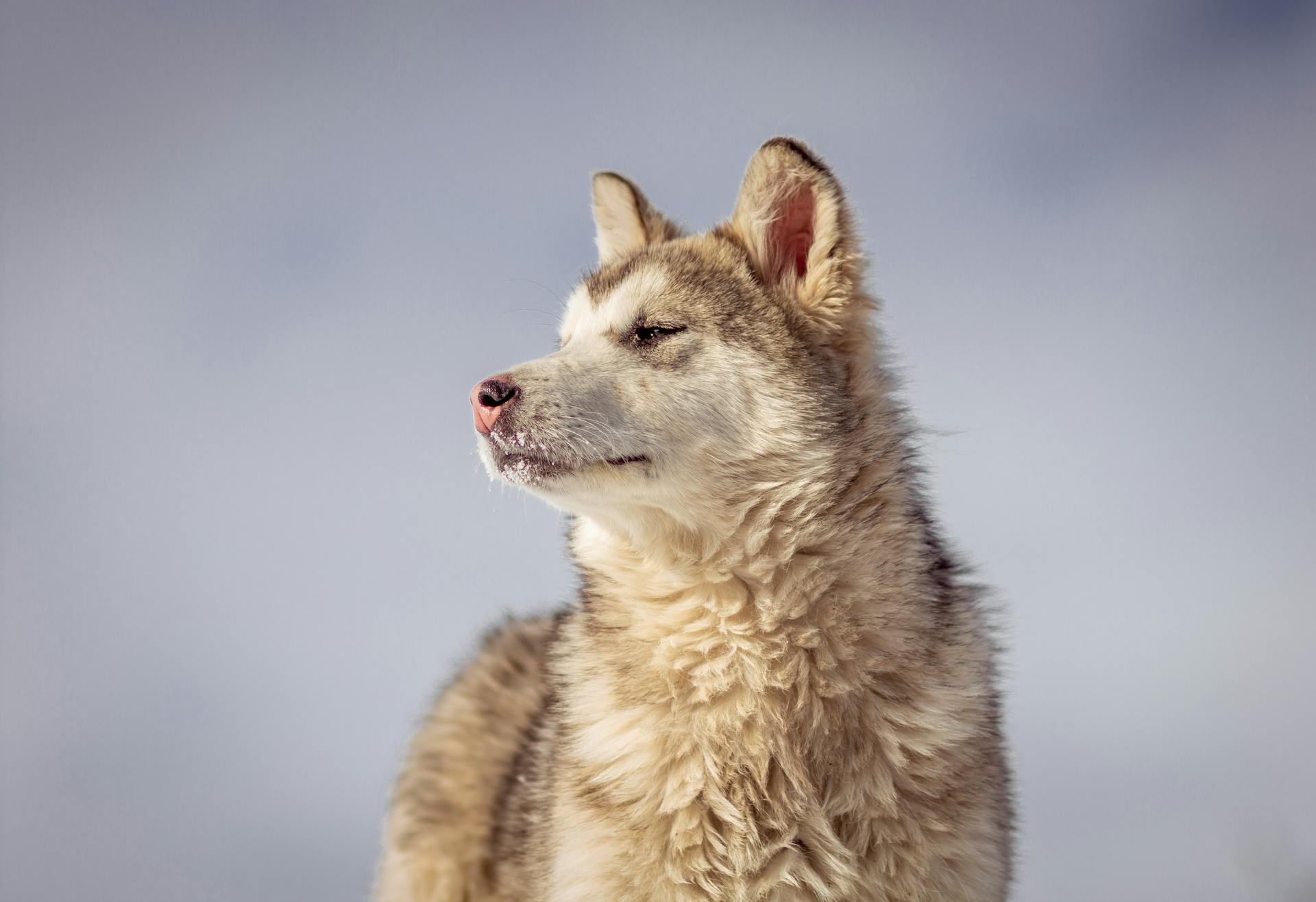 White and Brown Siberian Husky