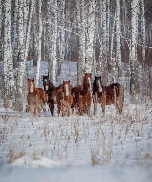 Free A group of horses stands in a serene snowy forest, with birch trees creating a picturesque winter scene. Stock Photo