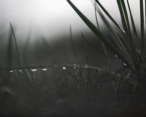 Free Water Droplets on Green Grass Stock Photo