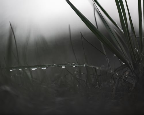 Free Serene image of morning dew on grass, capturing nature's beauty with selective focus and blurred background. Stock Photo