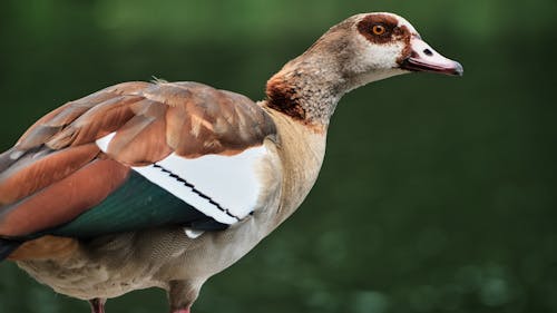 Kostenloses Stock Foto zu braun, ente, nahansicht