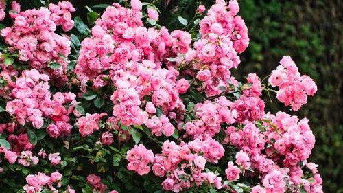 Rosas cor-de-rosa