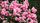 pink roses