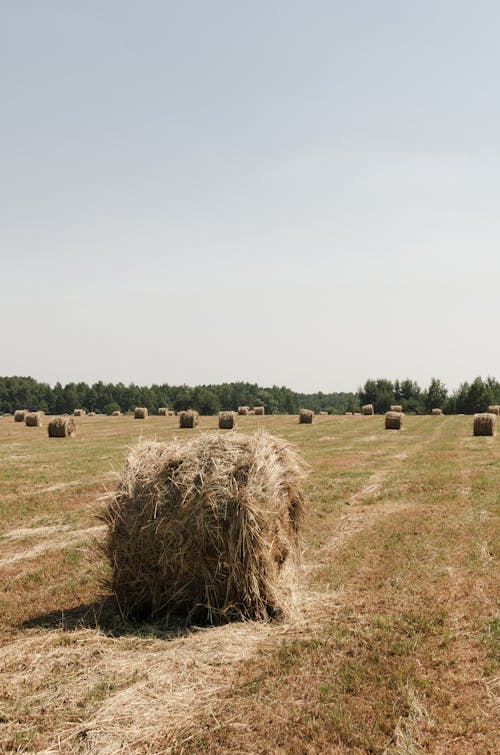 Brown Hay on Brown Grass Field