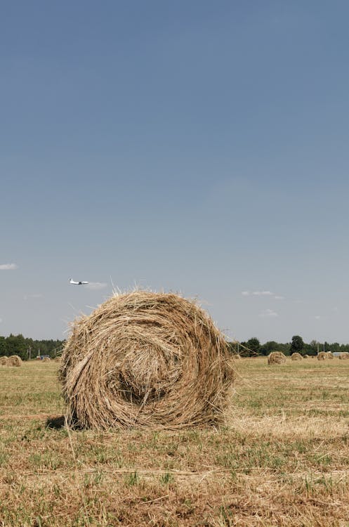 Free Hay Bales in an Open Field Stock Photo