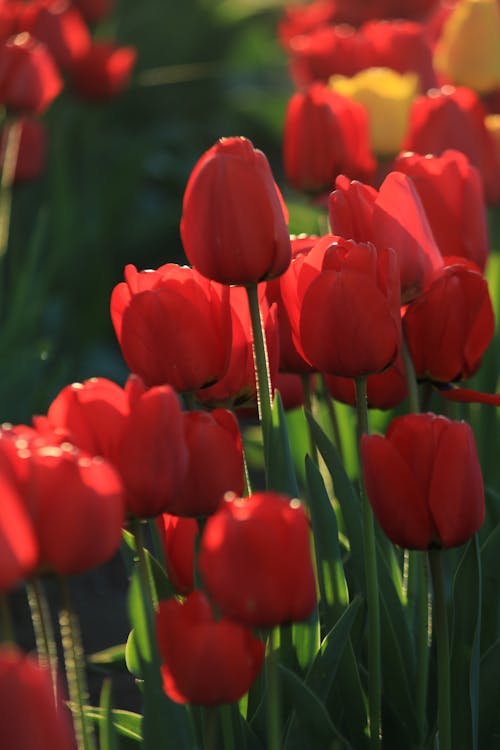 Základová fotografie zdarma na téma červené kytky, detail, flóra