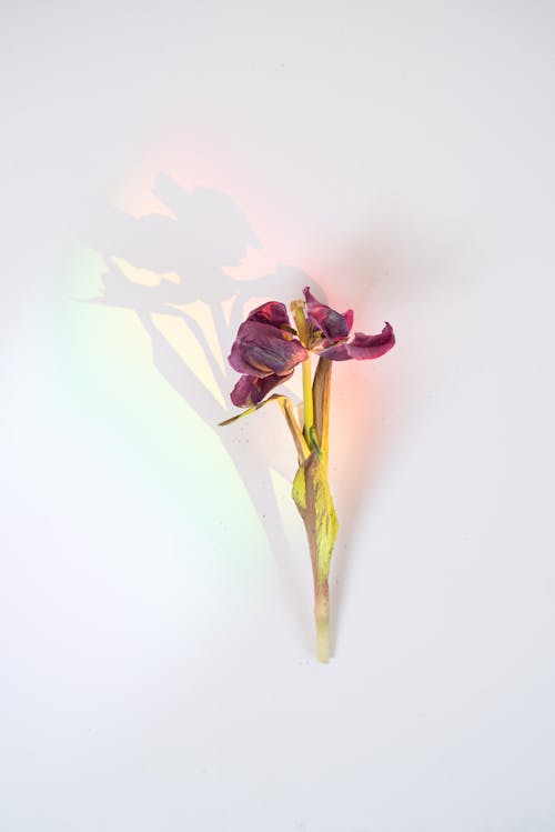 Бесплатное стоковое фото с белая поверхность, вертикальный выстрел, сухой цветок