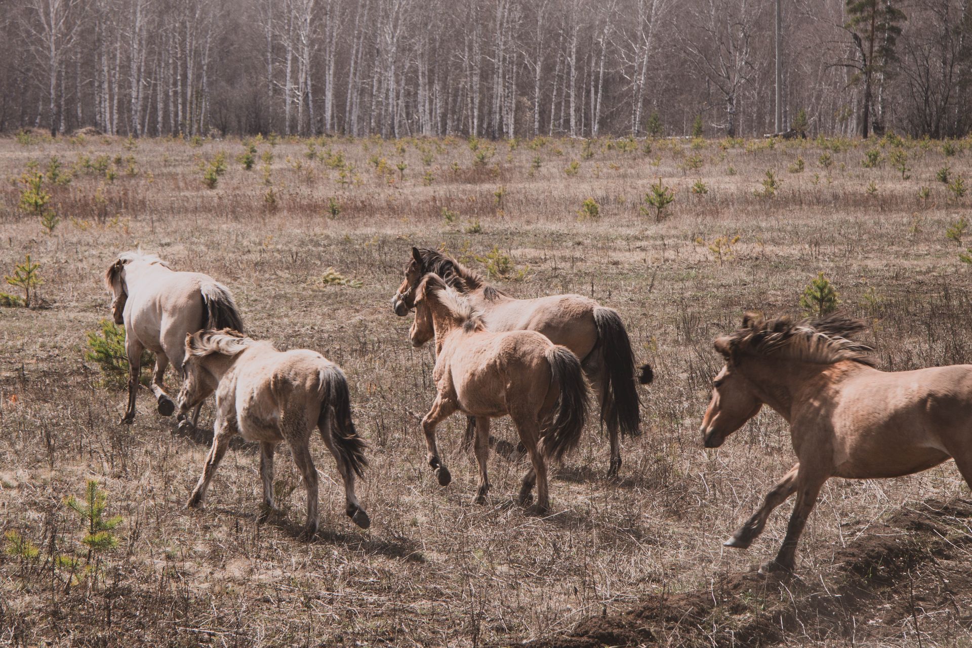 A dynamic capture of wild horses running freely in a field during daytime.