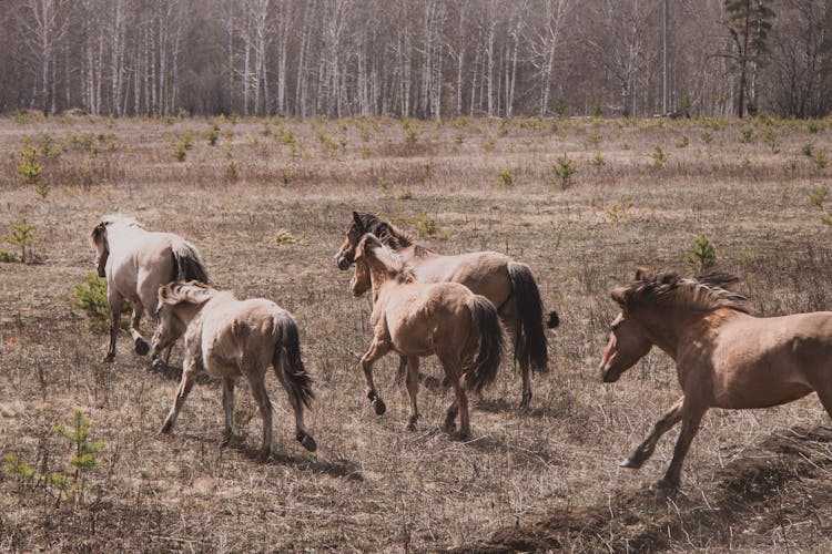 Horses Running On The Field