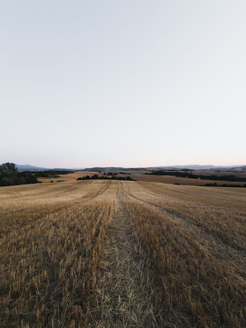 A Grassy Field