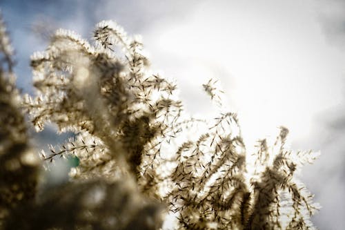 Photos gratuites de arbuste, éblouissement du soleil, herbe